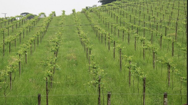 Com a pavimentação, parreiral não é mais afetado com a poeira e uvas apresentam mais qualidade